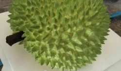 榴莲姐,揭秘网红背后的传奇人生